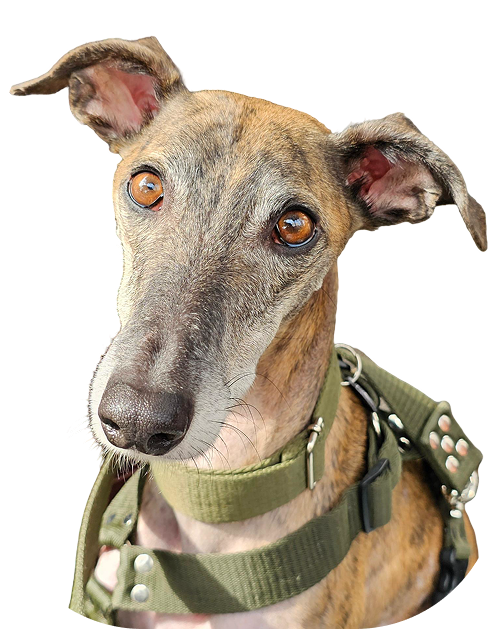 Tyler el Galgo